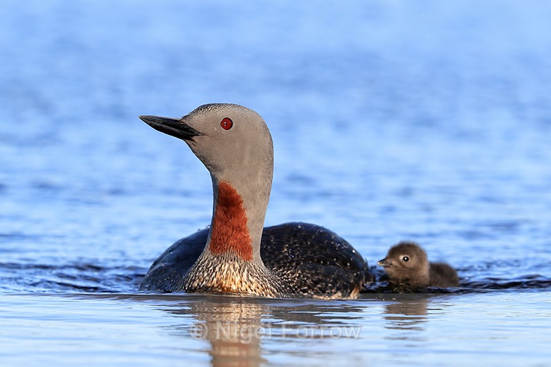 Red-throated Diver (adult & chick) close approach, Floi, Iceland - Red-throated Diver
