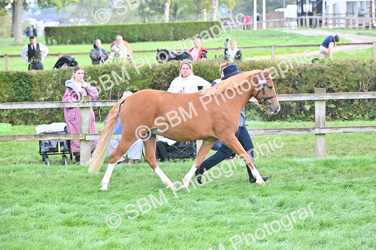 SBM_54608 - S44 - Youngstock In Hand