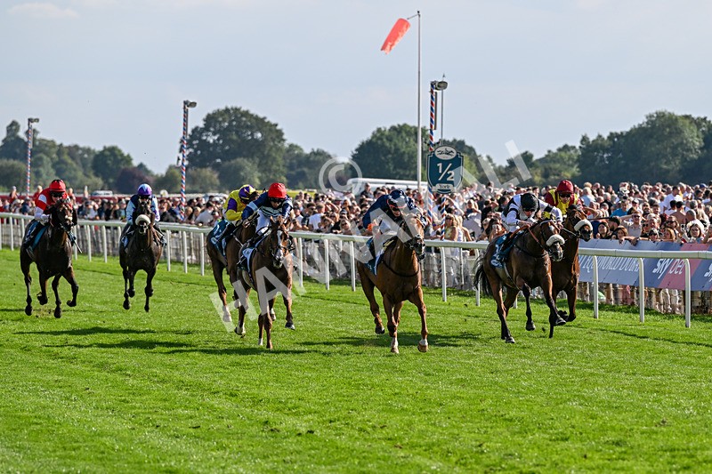 220826-Race 6-Sale Shark-1525 - Race 6 16.45pm Julia Graves Roses Stakes
