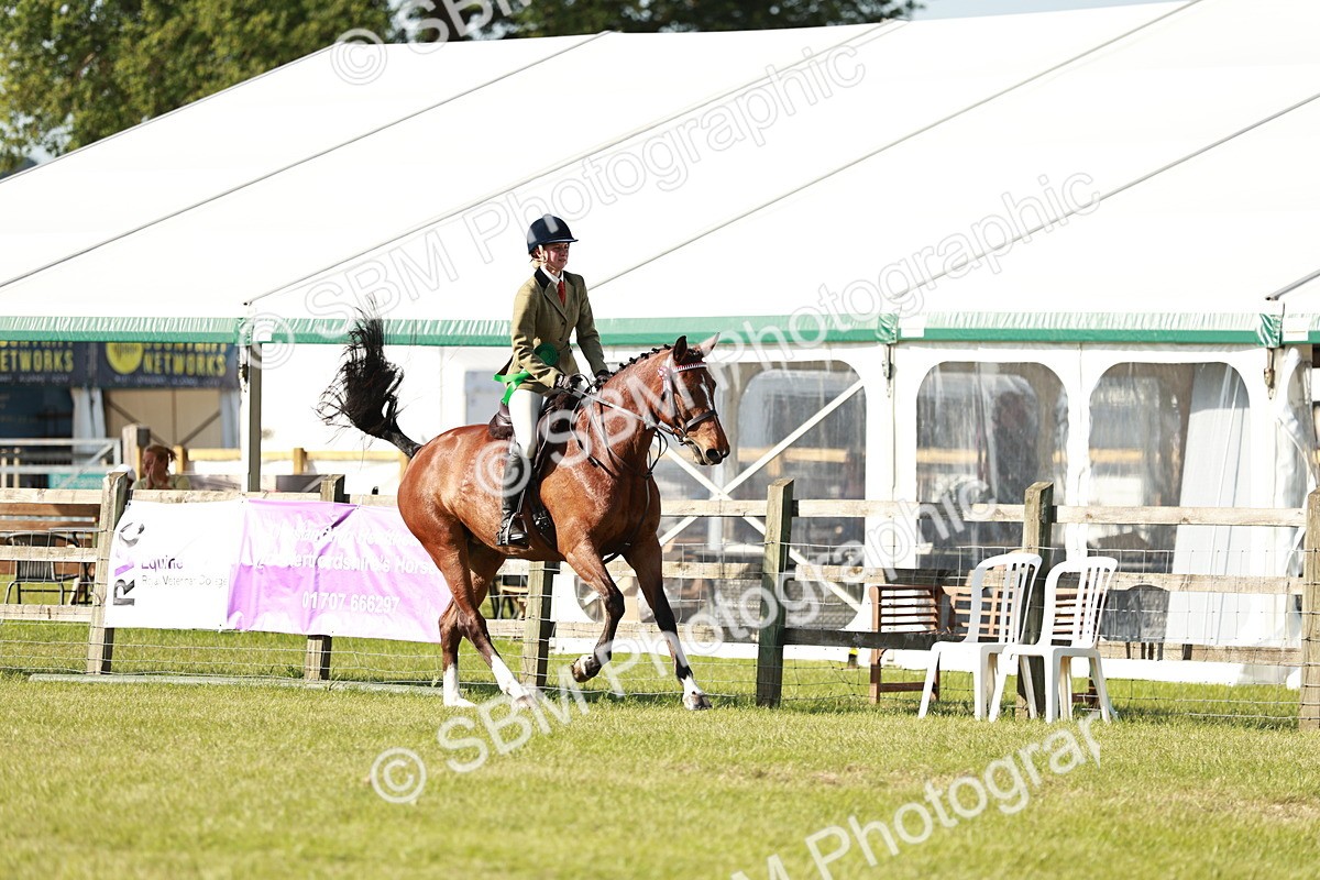 SBM_19346 - Class 115-116 - LIHS BSHA Rising Star Working Hunter & Show Horse