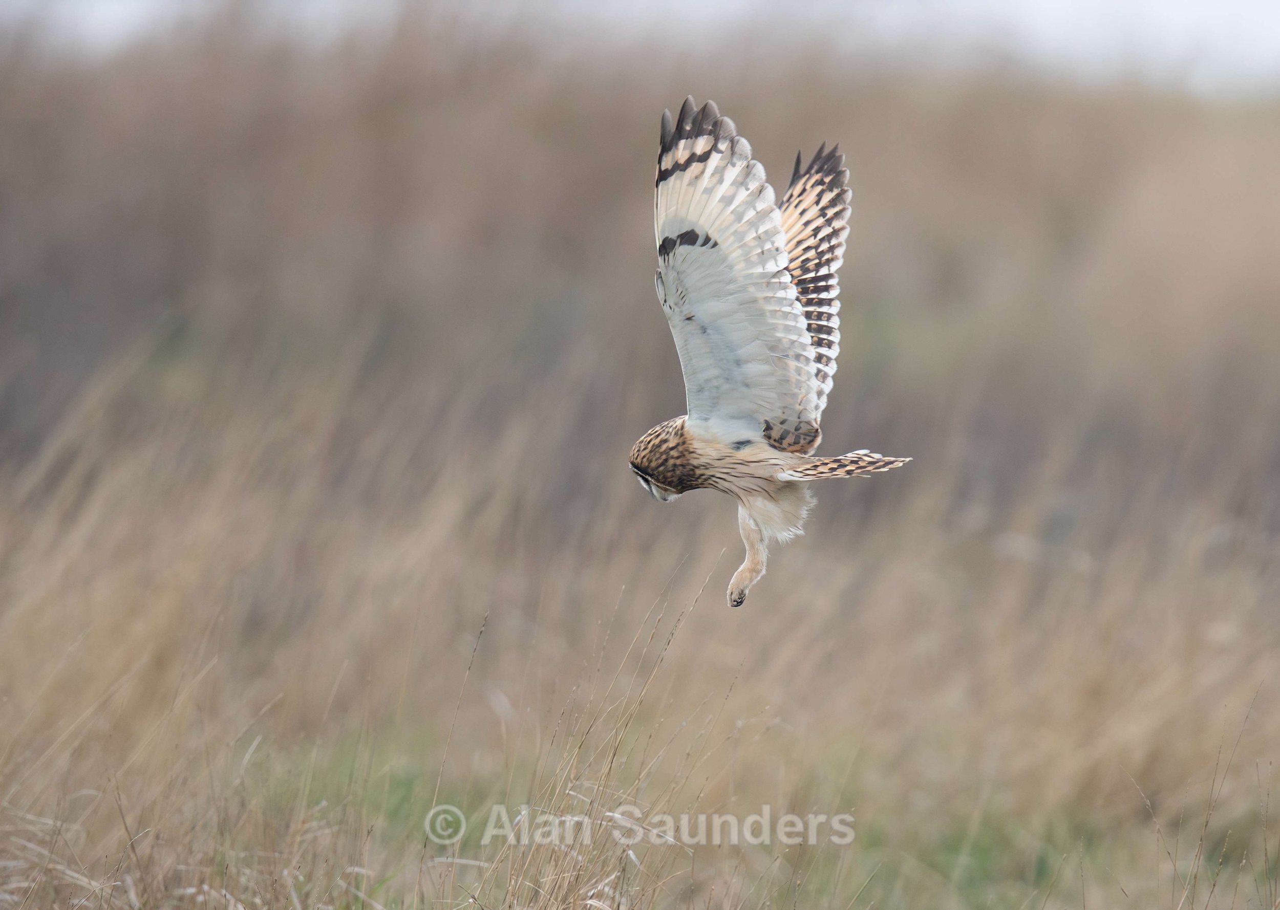 Short Eared Owl