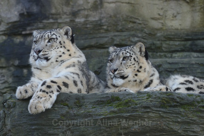 Snow Leopards - Big Cats