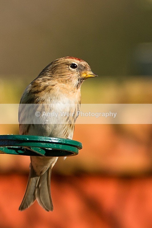 20120328-_MG_0072 - Redpoll