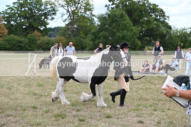 WJ6_5722 - Class 18 In-hand Coloured