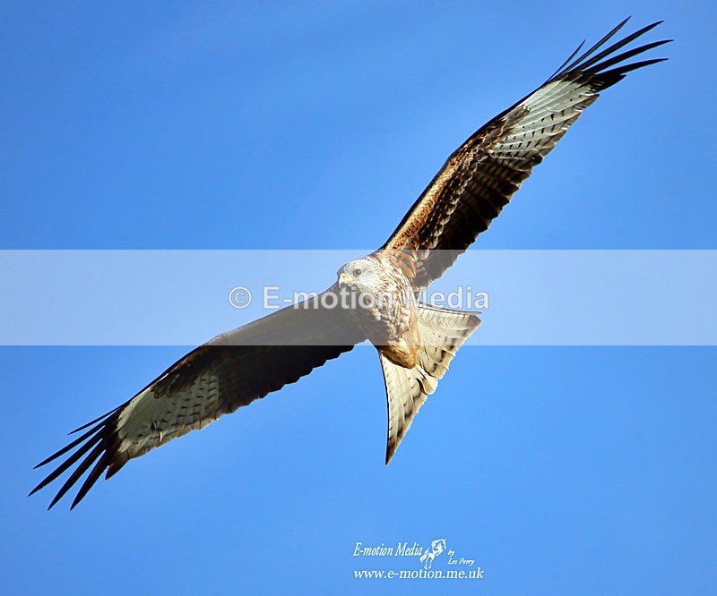 Red Kite 090122 41a - Nature