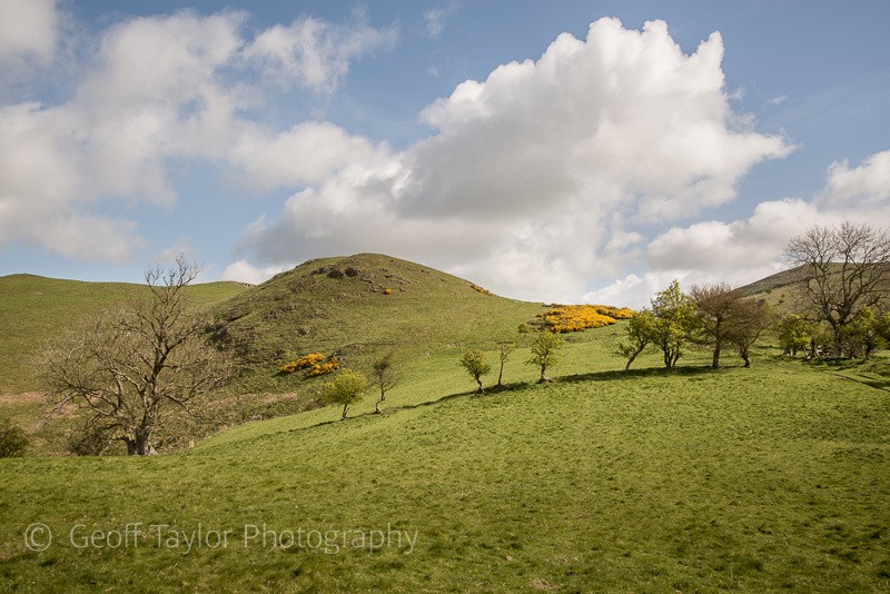 5378 Lan Fawr with gorse - Corndon Hill