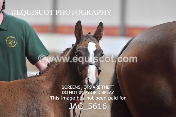 JAC_5616 - 13 Zi Real McCoy