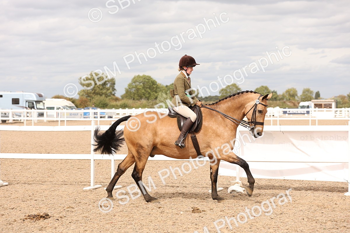 SBM_17290 - Class 213 - Ridden Hunter - Large