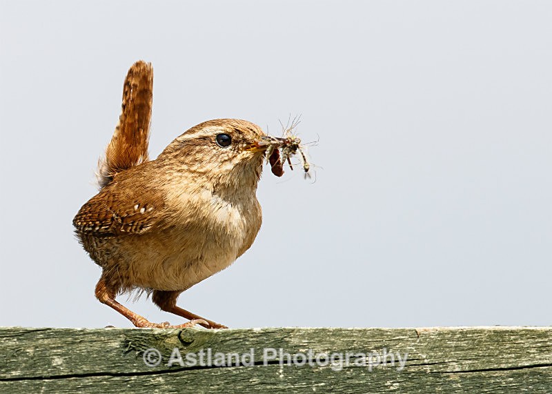 Astland Photography, Bird and Wildlife Images, Susan and Peter Wilson, U.K.