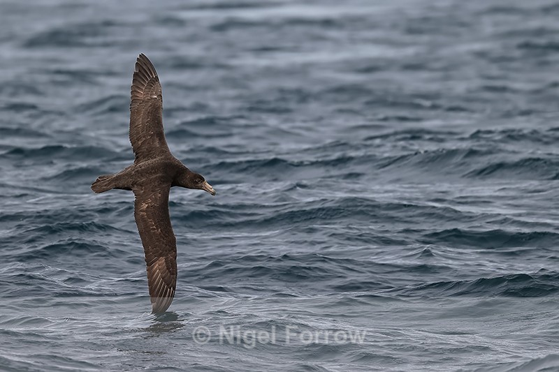 Southern Giant Petrel wing tip brushes sea surface, Falklands - Southern Giant Petrel