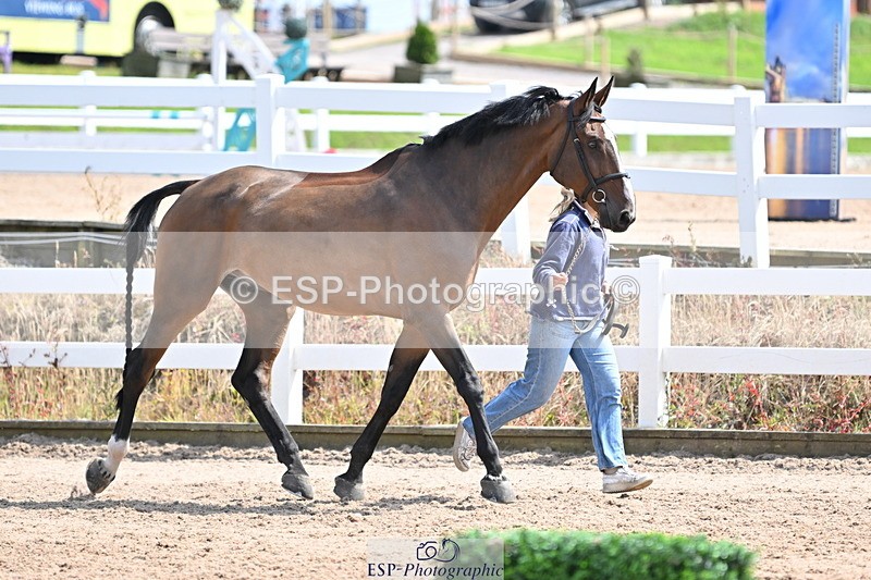240717A-150931-02586 - Trot Up 3pm to 4pm