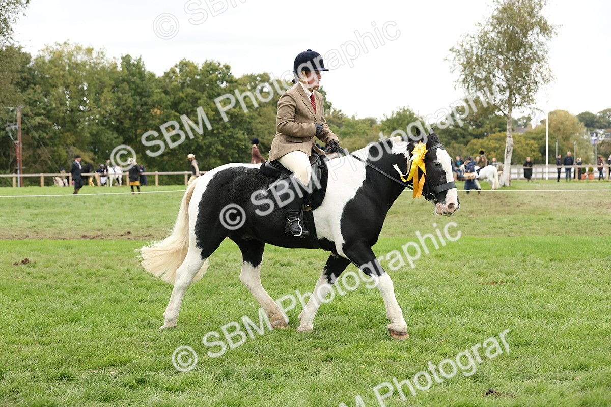 SBM_67342 - S67 - Piebald & Skewbald Horse Ridden