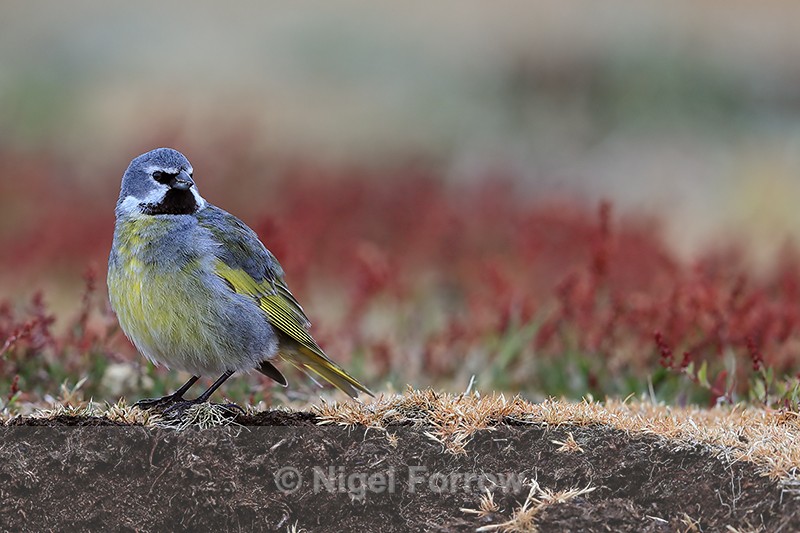 White-bridled Finch (male), Sea Lion Island, Falklands - White-bridled Finch
