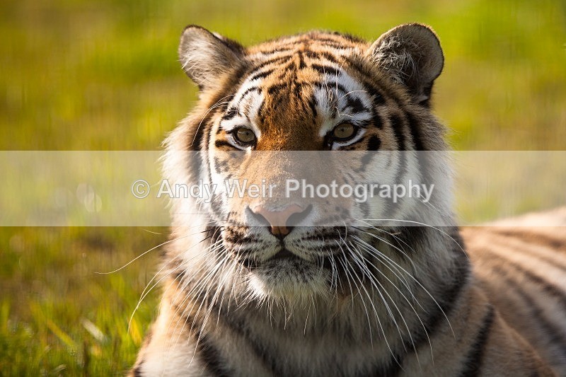 20120903-_MG_9567 - Captive Animals