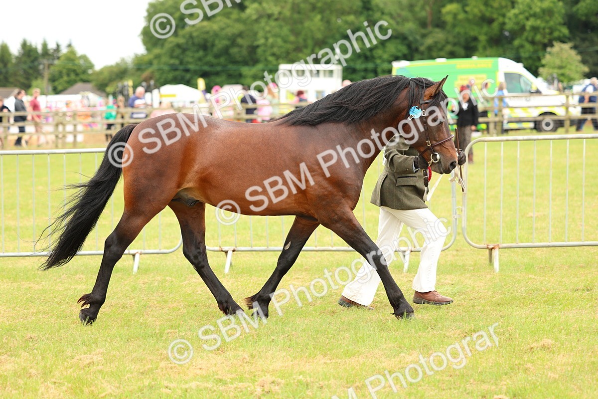 SBM_04310 - Class 64-67 - Shetland Pony In Hand
