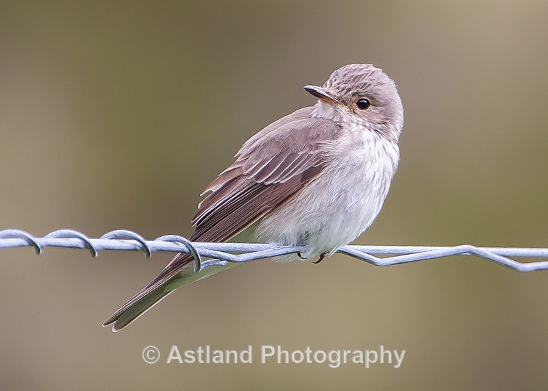 Astland Photography, Bird and Wildlife Images, Susan and Peter Wilson, U.K
