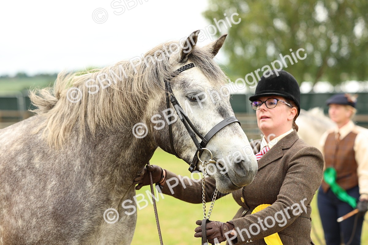 SBM_04104 - Class 64-67 - Shetland Pony In Hand
