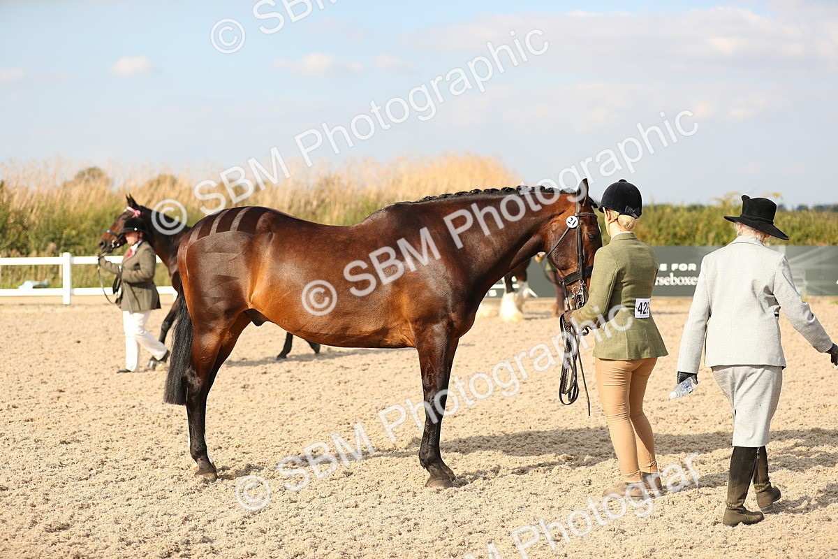 SBM_08588 - Class 28 - IH Veteran Horse