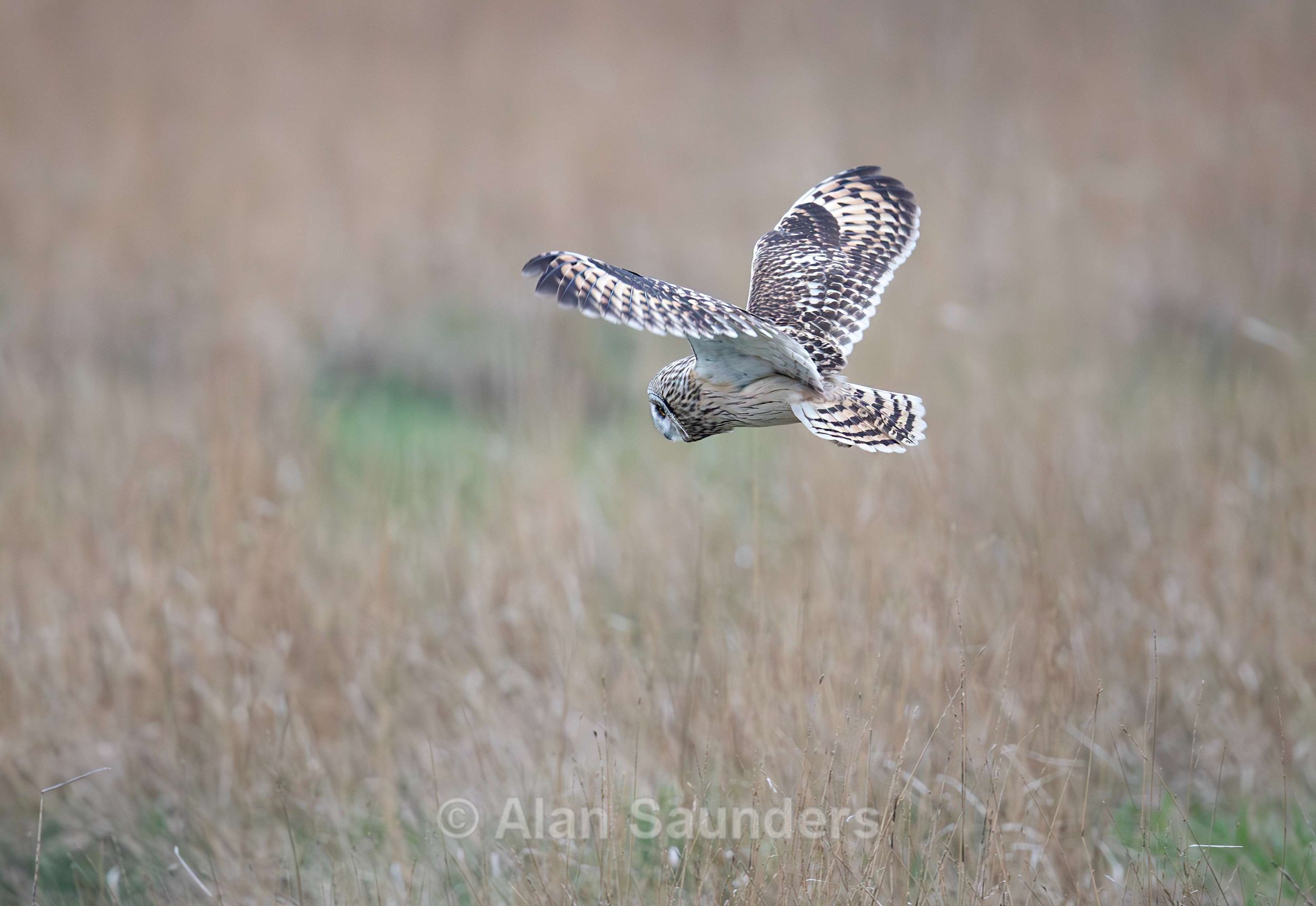 Short Eared Owl