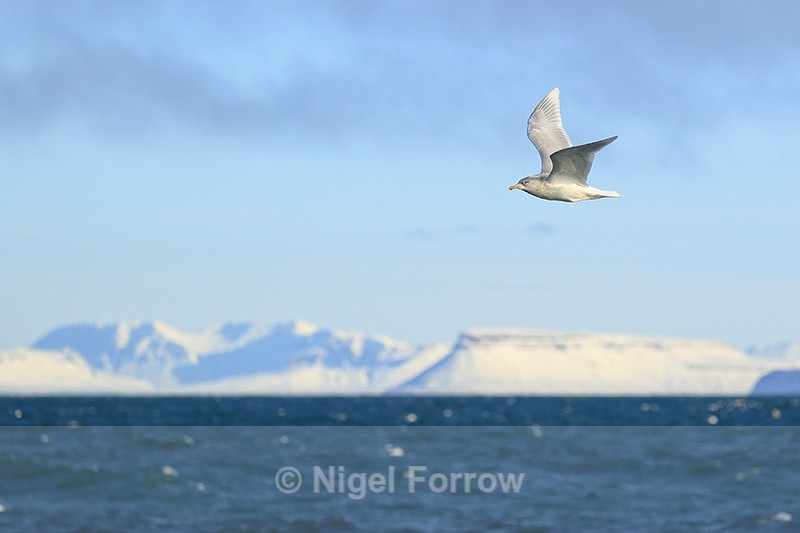 Iceland Gull flying, Snæfellsnes peninsula, Iceland - Iceland Gull