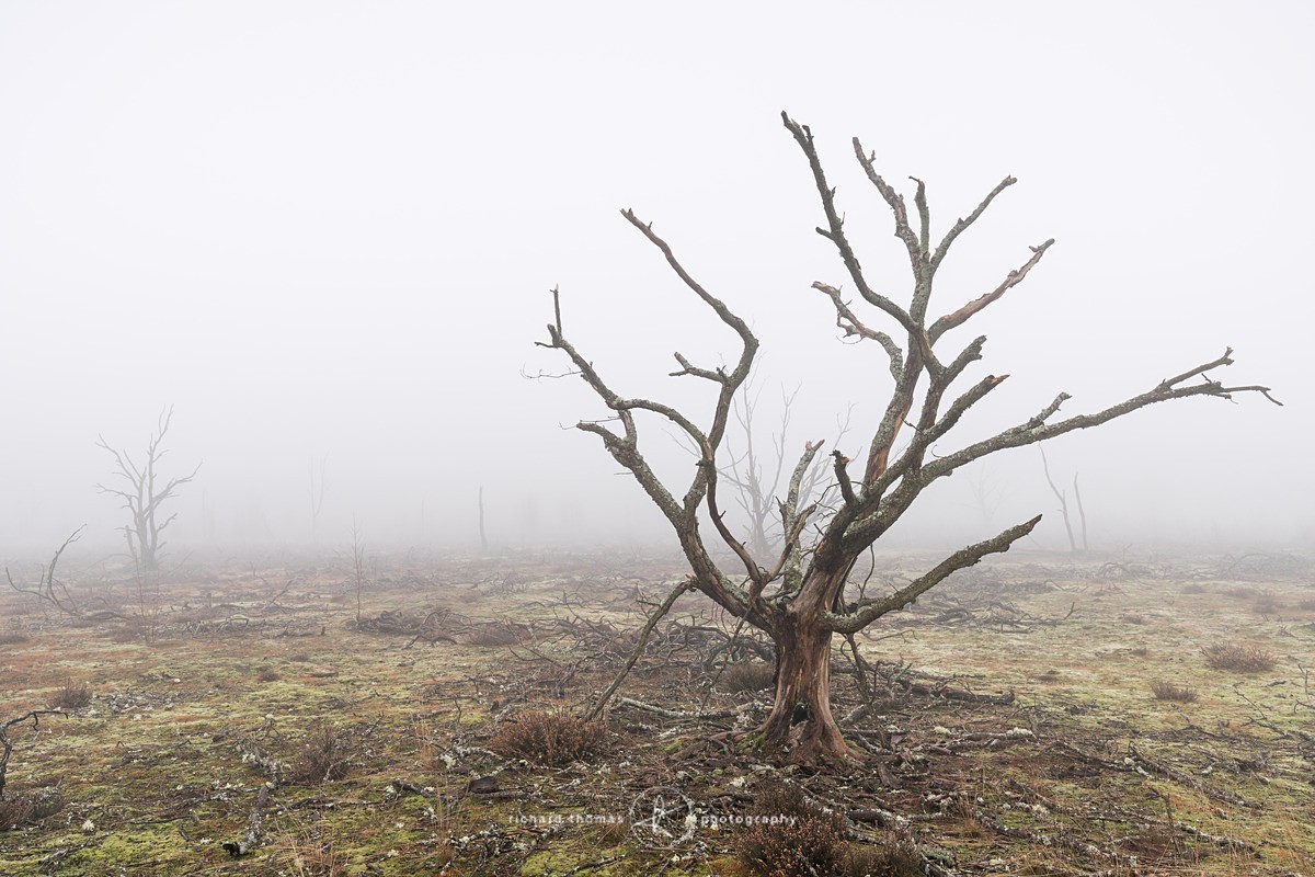  - Charred Mist