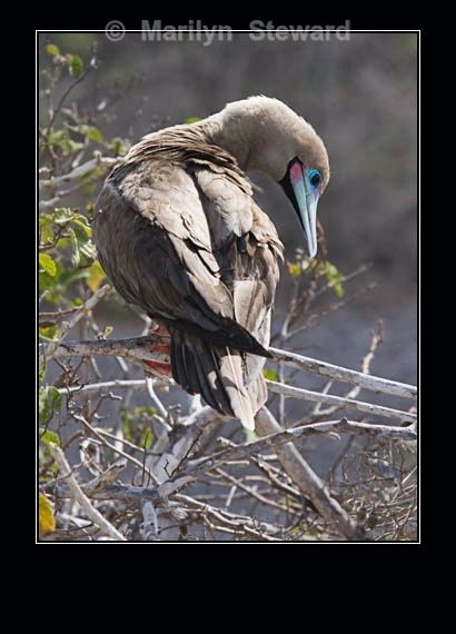 Red-footed booby - Galapagos Islands
