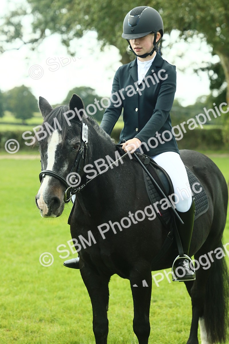 SBM_66446 - S34 - Rehabilitated Rescue Horse & Pony In Hand & Ridden