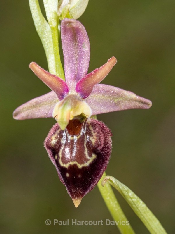 Hybrid Ophrys Ophrys sphegodes subsp. sphegodes x Ophrys holoserica subsp. dinarica  - Wild Orchids 2021