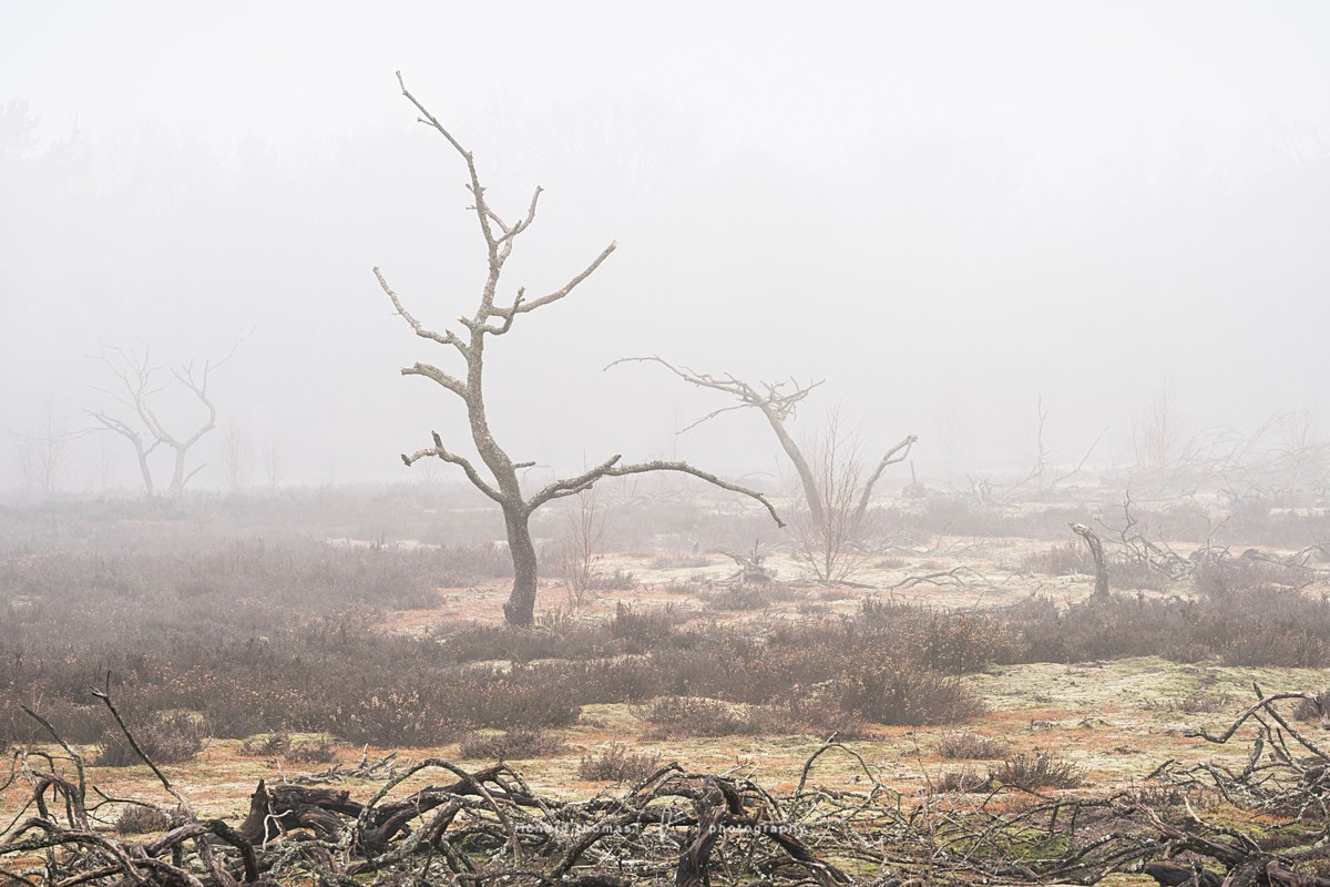  - Charred Mist