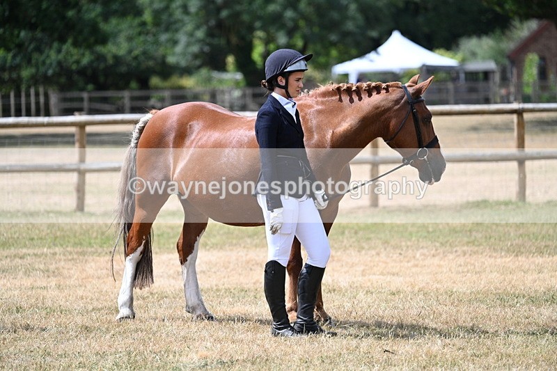 WJ7_1922 - Class 4a Prettiest Mare 14.2hh and over hand