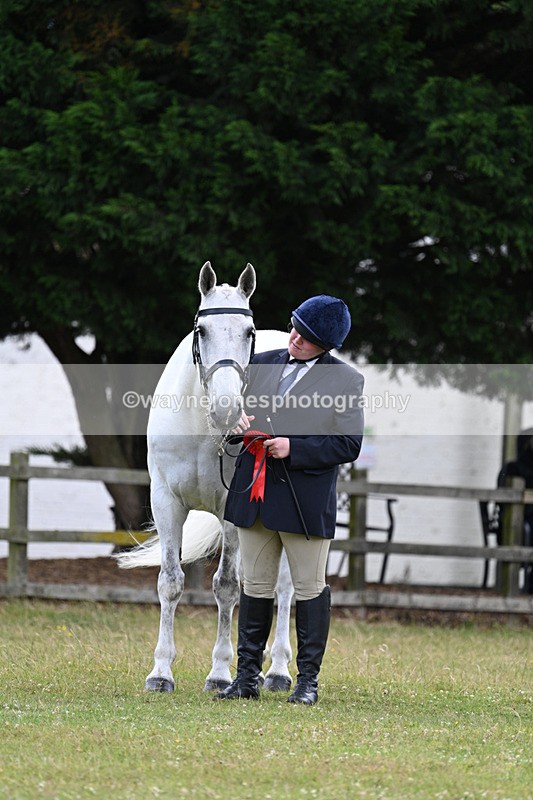 WJ7_7177 - Class 5a Most Handsome Gelding in Hand