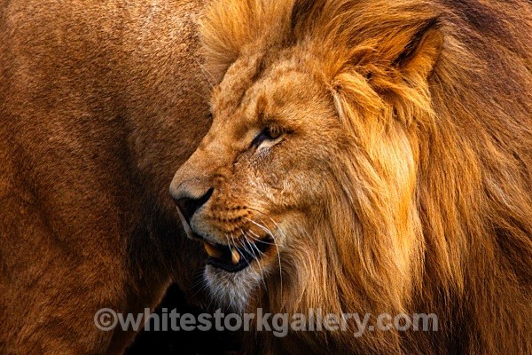 Angolian Lion - Wildlife and Animals