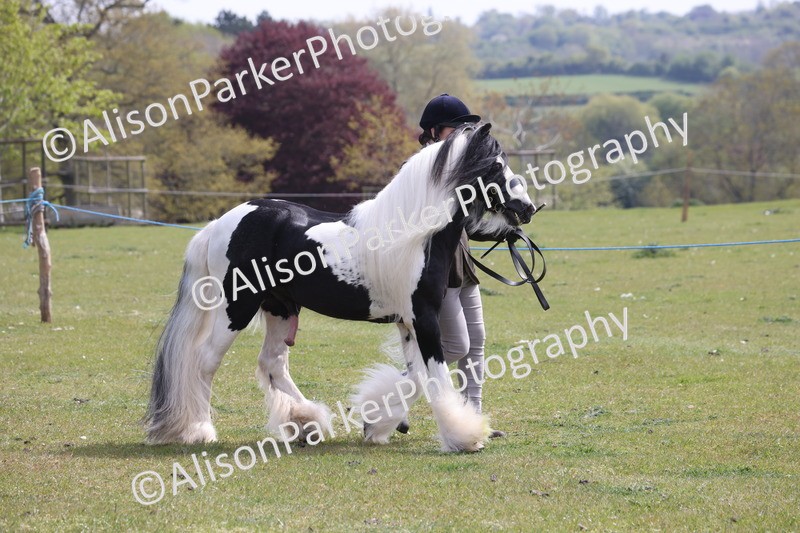 20260426-3289 - Class 27 - Coloured Horses and Ponies