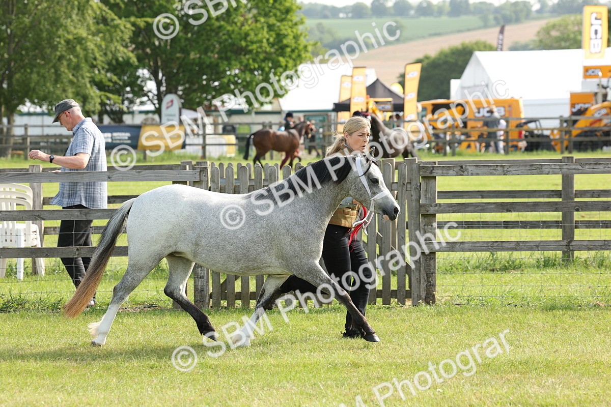 SBM_00622 - Class 6-13 - Mountatin and Moorland In Hand Welsh Breeds