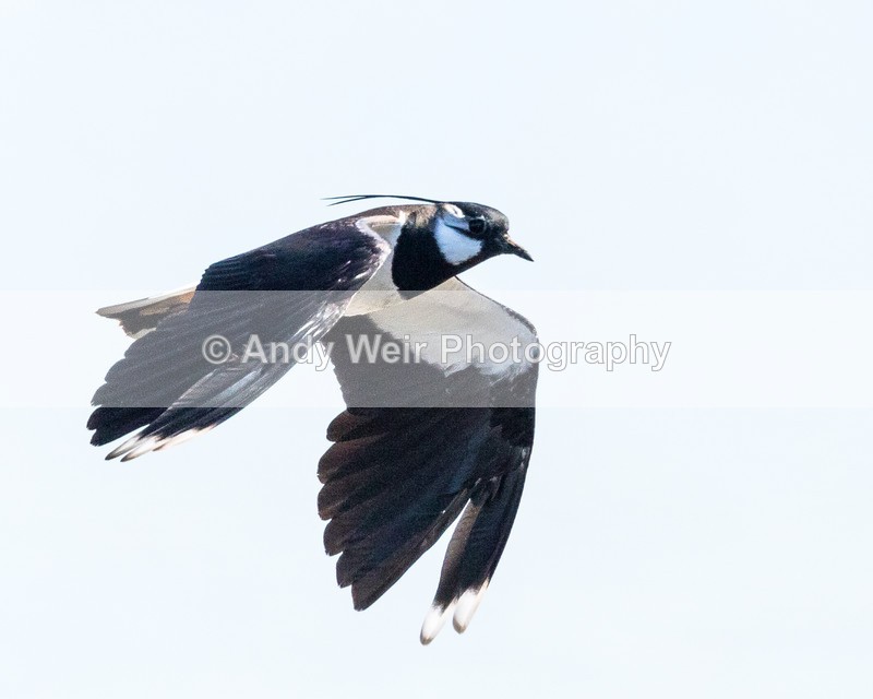 20160420-8E0A3642 - Lapwing