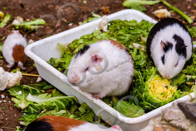 guinea pig cavia porcellus-473 - Pet Photography