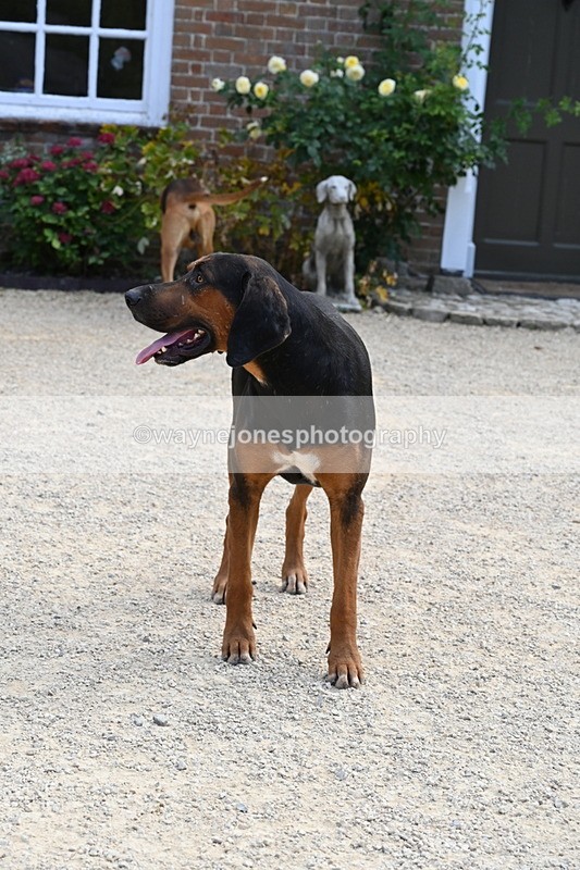 WJ6_3907 - Berks & Bucks - The Old farmhouse - Hound Exercise 20-08-25