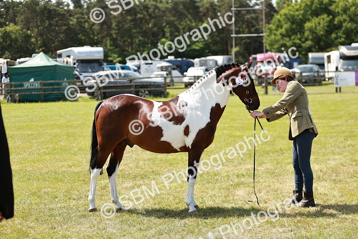 SBM_05445 - Class 41-45 - Riding Pony-Hunter Pony Breeding