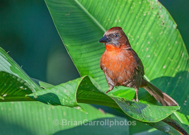 IMG_5335 Black Cheeked Ant Tanager, Costa Rica - Costa Rican Wildlife