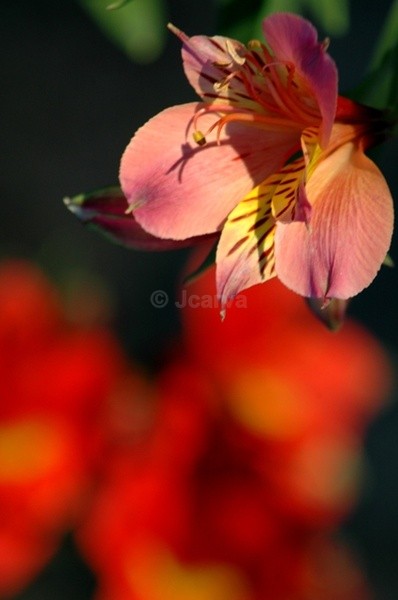 Red election - Flowers and Plants