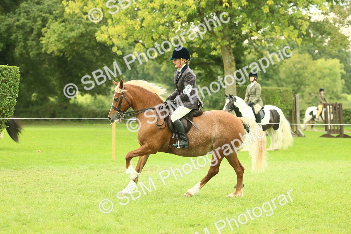 SBM_72081 - S60 - Mountain & Moorland Ridden Large Breeds