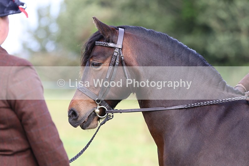 3E7A3590 - Class 2: Lead rein