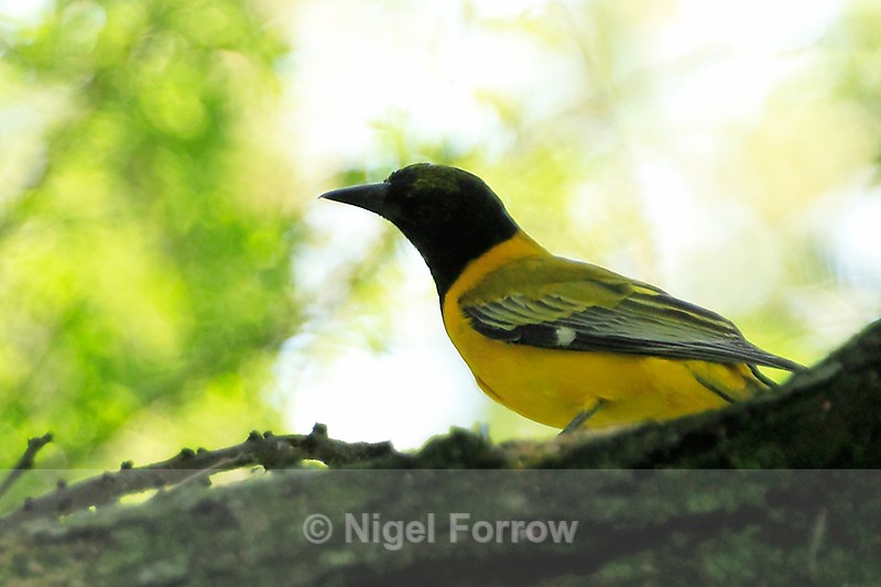 Eastern (African) Black-headed Oriole - Eastern (African) Black-headed Oriole
