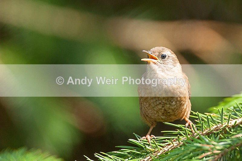 20130714-_MG_4600 - Wren & Goldcrest
