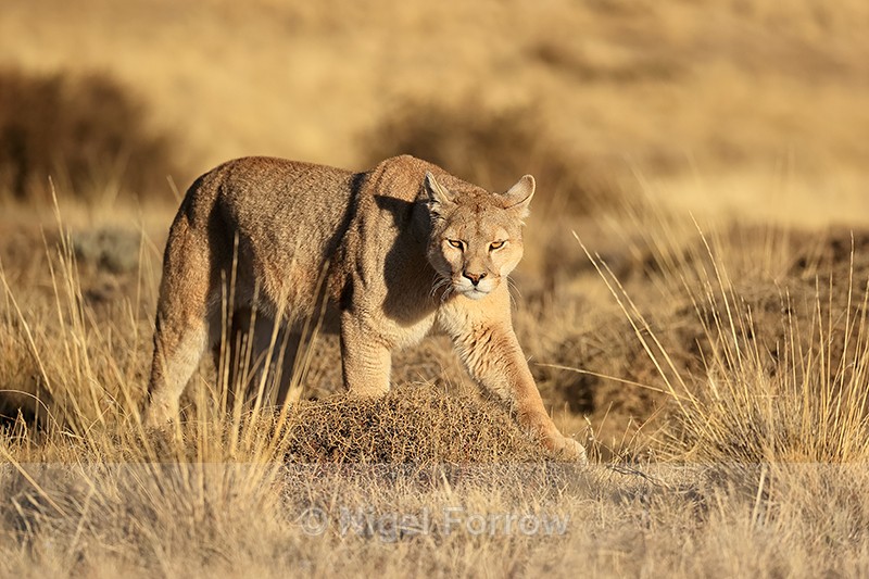 Female Puma with mean look, Torres del Paine, Chile - Puma