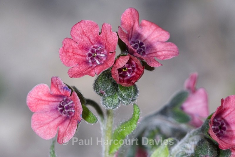 Mountain houndstongue (Cynoglossum montanum)  - Wild Flowers - 1