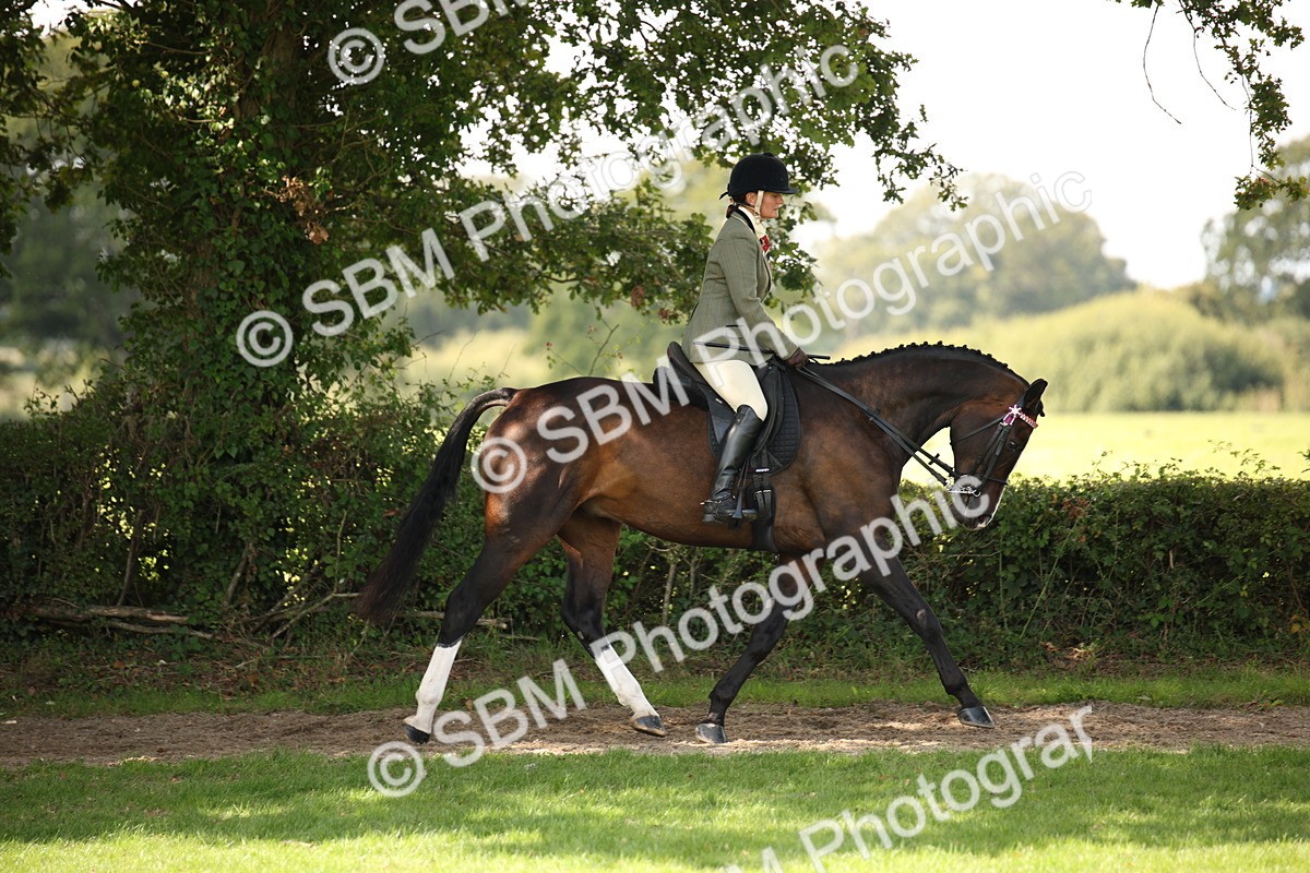 SBM_65920 - S64 - Riding Horse & Hack & Thoroughbred Ridden