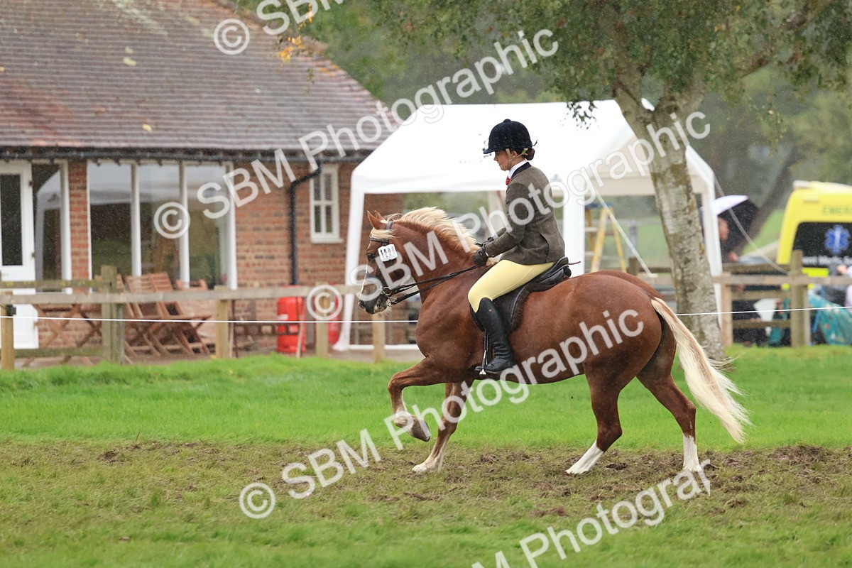 SBM_69692 - S62 - Mountain & Moorland Ridden Large Breeds