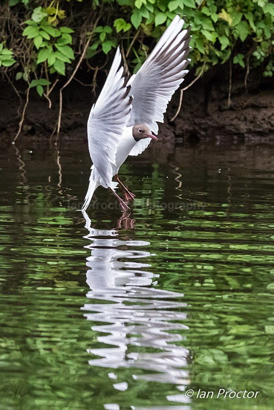 Black-headed Gull Landing - Nature