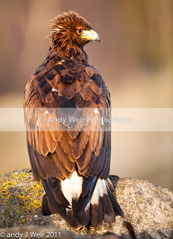  - Golden Eagle